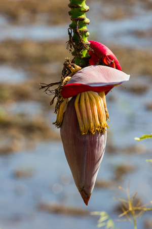 Banana blossom of the field.の写真素材