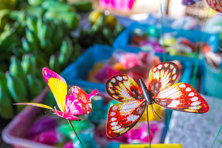 Butterfly modelの写真素材