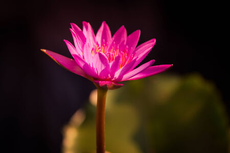 Lotus morningの写真素材