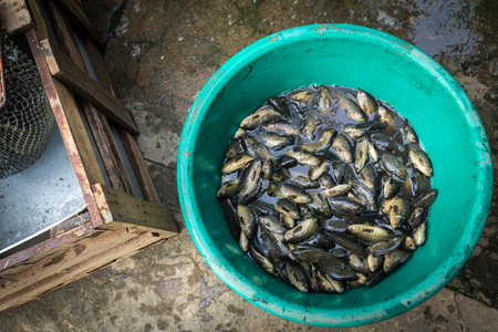 Fish tradeの写真素材