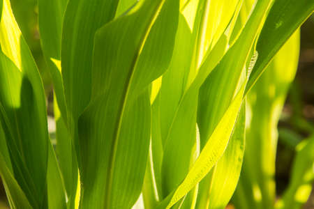 Green leaves of corn for texture background.の写真素材