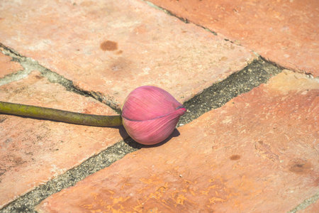 Water lilies on the brick floorの写真素材
