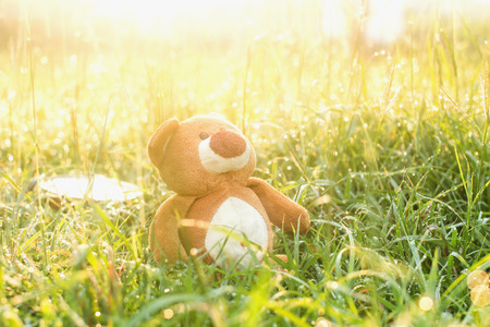 Morning with a teddy bear in a meadow.の写真素材