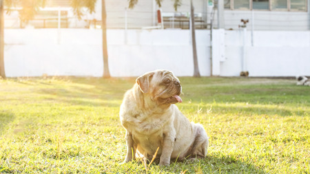 Pug female dog in the grass.の写真素材