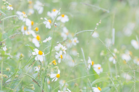 Blurred abstract background Flowers in the meadow. Pastel tones.の写真素材