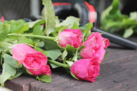 Blurred abstract background roses on old wood.の写真素材