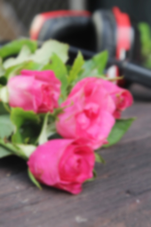 Blurred abstract background roses on old wood.の写真素材