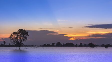 Light sunrise with the beautiful landscape of flooded rice fields. Thailand.の写真素材