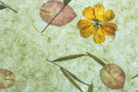 The details and texture of the mulberry paper.の写真素材