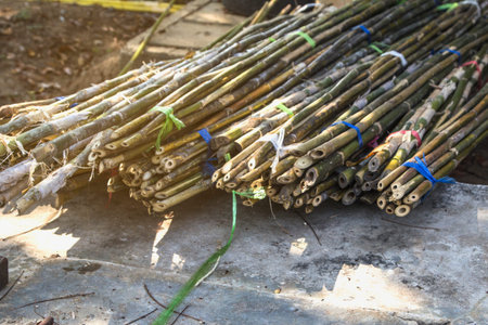 Bamboo pointed for barriers.