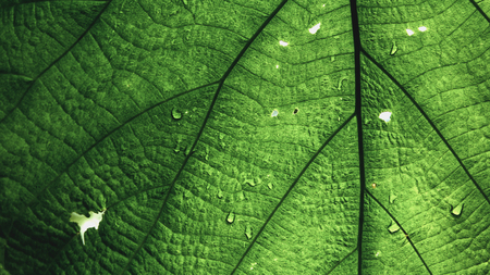 Green leaves / background.の写真素材