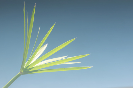Bright green paprika leaves with brown background.の写真素材