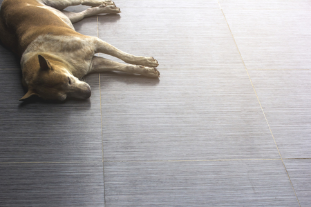 Stray dogs are sleeping happily.の写真素材