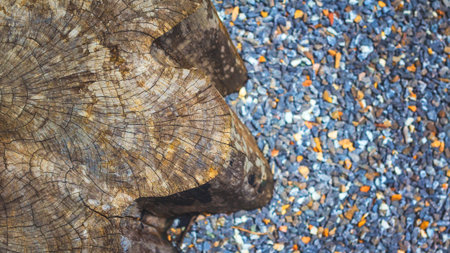 Deep cracks of tree for abstract background.の写真素材