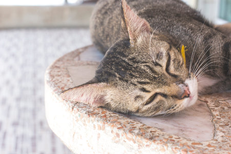 Cat relaxing on the stone table.の写真素材