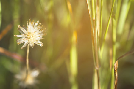 Brown grass In the green meadow.