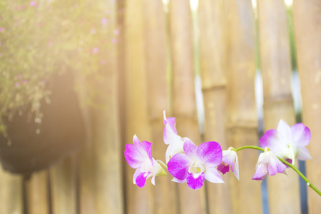 Purple orchid flowers in summer.の写真素材