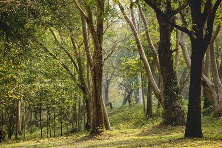 Landscape of trees in the forest, conservation, good morning with golden light.の写真素材