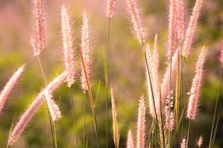 Dawn of the fresh air and the beauty of the flowers for the background. Good morning.の写真素材