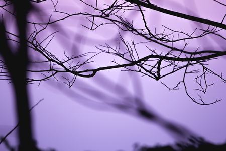 Silhouettes tree branches abstract background.の写真素材