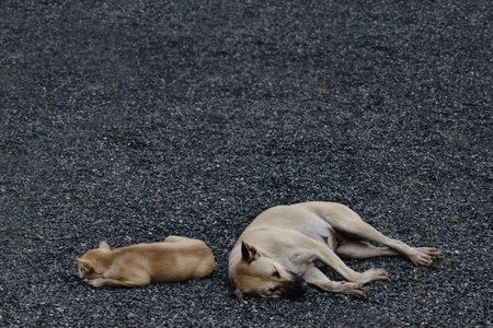 Mother and son sleeping stray dog.