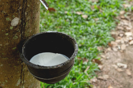 Harvesting rubber from trees.の写真素材