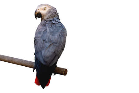 African Gray Perched on a branch, white background and clipping path.の写真素材