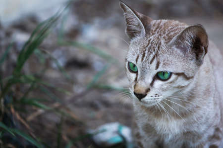 Portrait of a brown, white and green-eyed cat.の写真素材