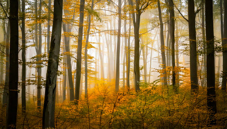 A tranquil forest bathed in golden morning light, this photograph captures the serene beauty of an autumn woodland. Tall trees stretch upward through a soft mist, their leaves glowing in hues of amber and gold. The sunlight filters gently through the fog, creating a dreamlike atmosphere of peace and renewal. Perfect for wall art, nature blogs, wellness spaces, and eco-themed designs.の素材