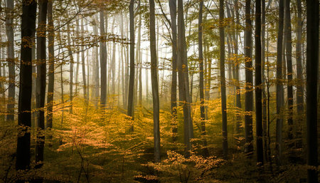 A tranquil forest bathed in golden morning light, this photograph captures the serene beauty of an autumn woodland. Tall trees stretch upward through a soft mist, their leaves glowing in hues of amber and gold. The sunlight filters gently through the fog, creating a dreamlike atmosphere of peace and renewal. Perfect for wall art, nature blogs, wellness spaces, and eco-themed designs.の素材