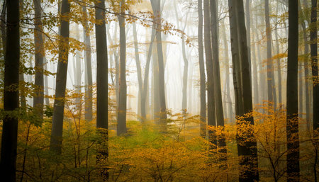 A tranquil forest bathed in golden morning light, this photograph captures the serene beauty of an autumn woodland. Tall trees stretch upward through a soft mist, their leaves glowing in hues of amber and gold. The sunlight filters gently through the fog, creating a dreamlike atmosphere of peace and renewal. Perfect for wall art, nature blogs, wellness spaces, and eco-themed designs.の素材