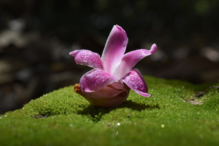 Delicate beautyの写真素材