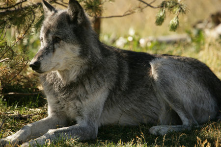 Solace in the Wilderness