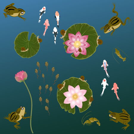 pond with whitebait carp fishes water lilies frog and shrimpのイラスト素材
