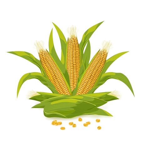 Corn cob and grain vector illustration.のイラスト素材
