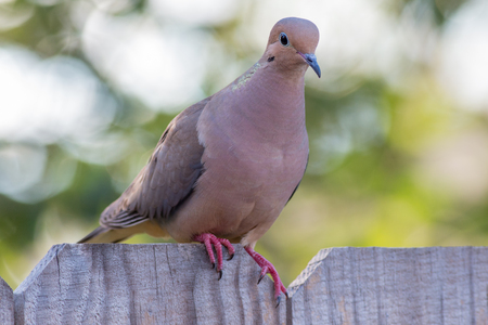 Mourning dove perched on a fenceの写真素材