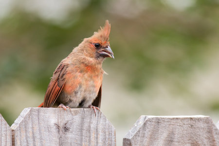 Baby Cardinal bird, female, on a fence.