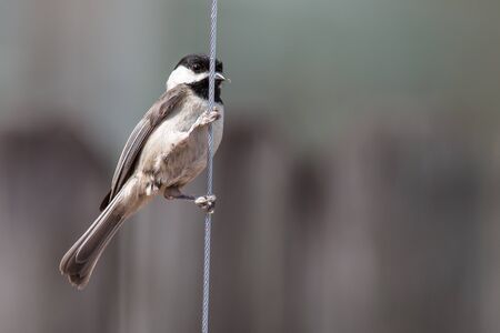 A chickadee bird perched on a wire.の写真素材