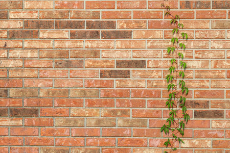 Orange brick wall with a single ivy vine.の写真素材