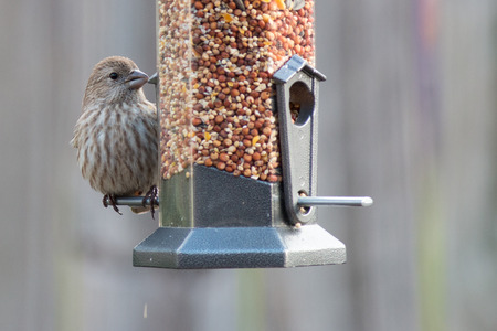 House finch bird eating seeds from a bird feeder.の写真素材