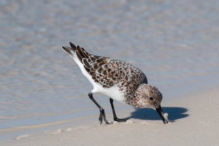 Sandpiper on the beach at the shore line.の写真素材