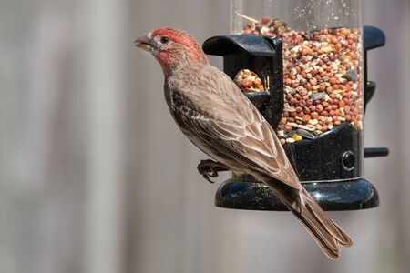 House finch bird on a bird feeder eating seeds.の写真素材