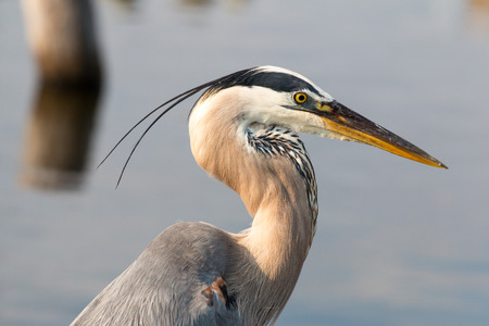 Great blue Heron with water in the background.の写真素材