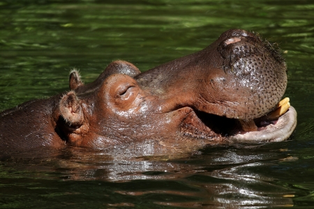 hippopotamus  Hippopotamus amphibius  laughing in a zoo in Emmen  holland  の写真素材