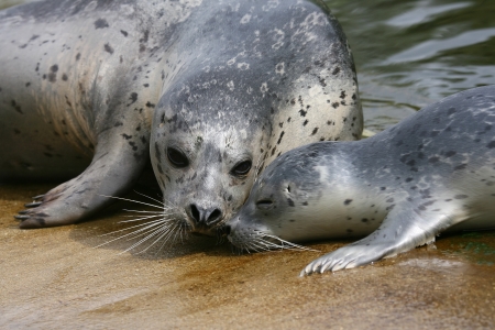 Baby spotted Seal  Phoca largha  with mother in a zoo in Holland の写真素材