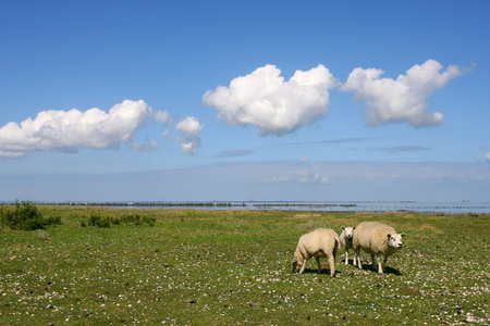 sheep walking and grazing at the borders of the wadden sea in Friesland Holland  