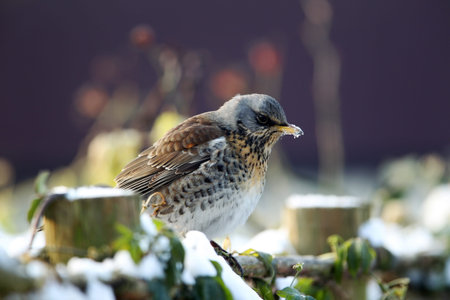 fieldfare Turdus pilaris  on a fence 