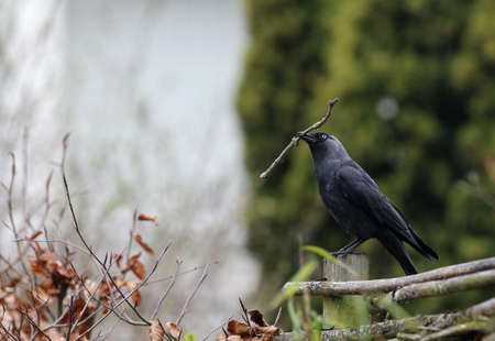jackdaw  corvus monedula  gathering nesting materials in spring の写真素材