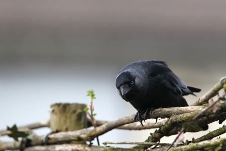 jackdaw  corvus monedula  sitting on a fence の写真素材