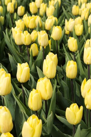 beatiful blooming yellow tulips の写真素材